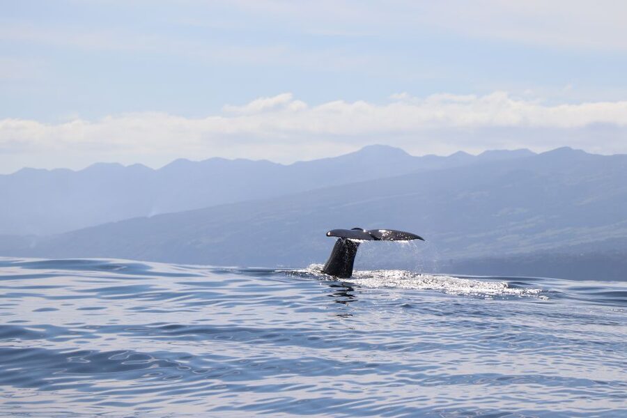 Horta: University Startup Whale and Dolphin RIB Boat Trip - Why Horta is a fine place to search for whales