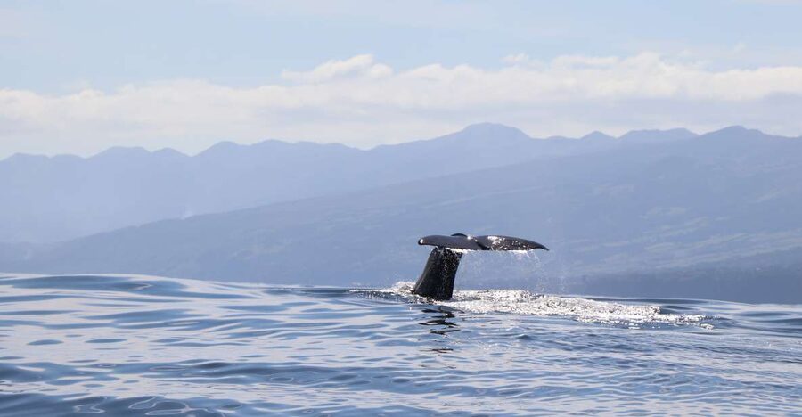 Horta: University Startup Whale and Dolphin RIB Boat Trip - What the 16-passenger RIB feels like