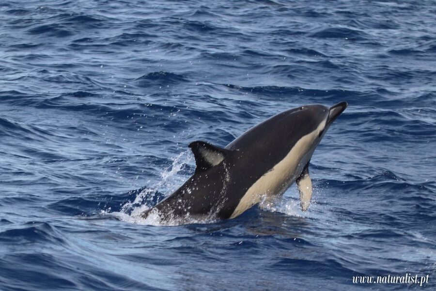 Horta: University Startup Whale and Dolphin RIB Boat Trip - A marine researcher makes the sightings easier to understand