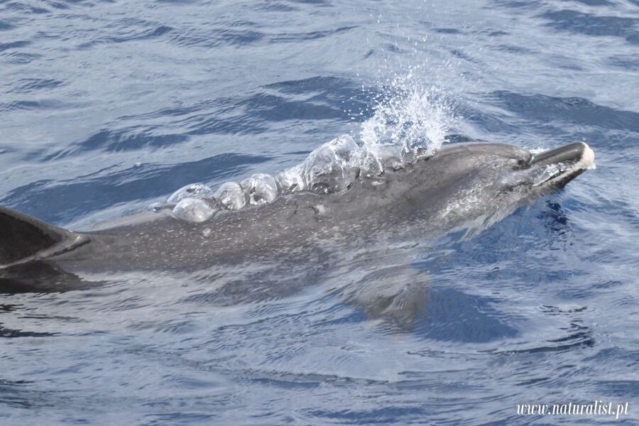 Horta: University Startup Whale and Dolphin RIB Boat Trip - The wildlife search, from first dolphins to large whales