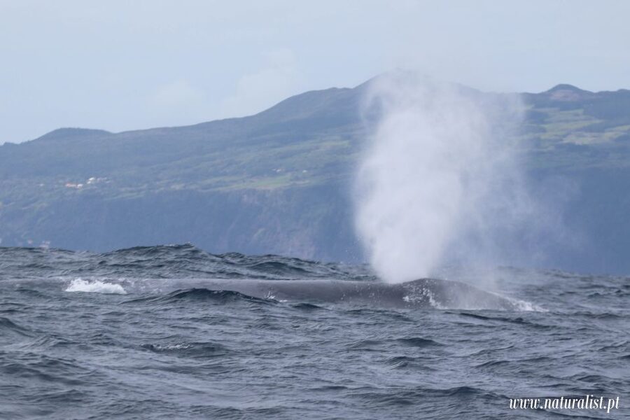 Horta: University Startup Whale and Dolphin RIB Boat Trip - Birds, turtles, and smaller surprises