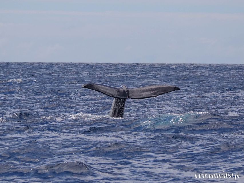 Horta: University Startup Whale and Dolphin RIB Boat Trip - Weather is part of the decision