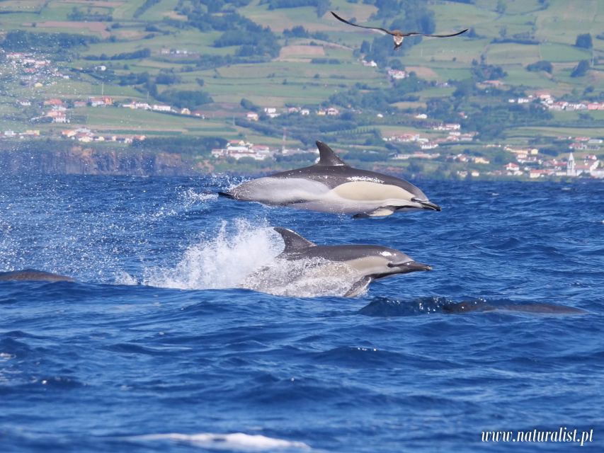 Horta: University Startup Whale and Dolphin RIB Boat Trip - Is $101 a fair price?