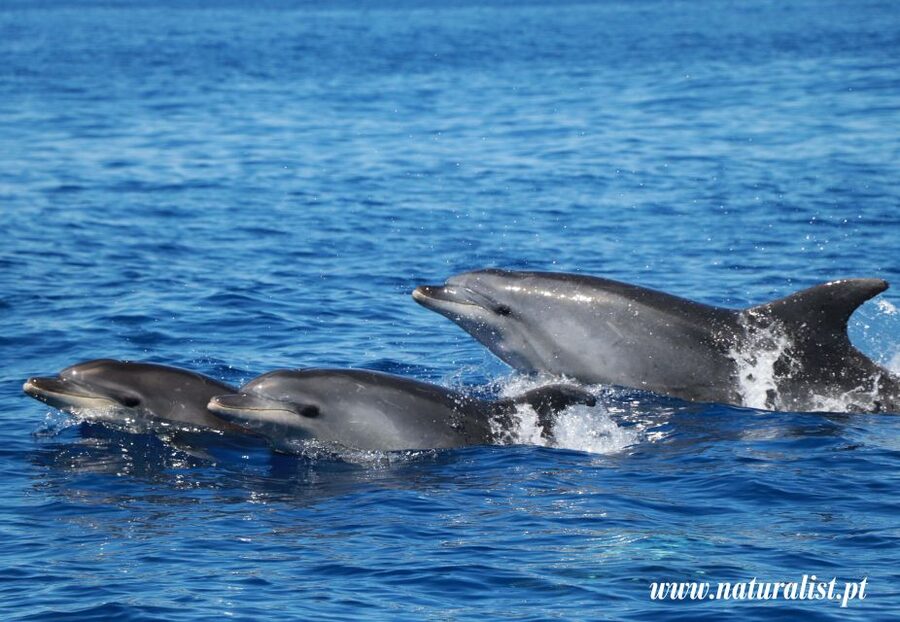 Horta: University Startup Whale and Dolphin RIB Boat Trip - Starting at Horta Marina with the whale spotters