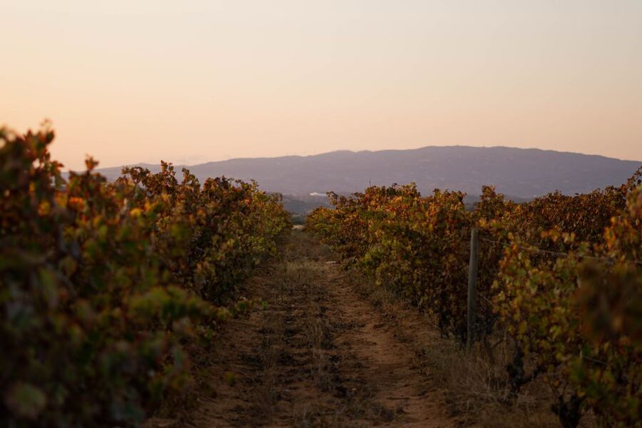 Lagoa: 2.5-Hour Vineyard Dinner with Winetasting - A vineyard dinner in the Algarve countryside