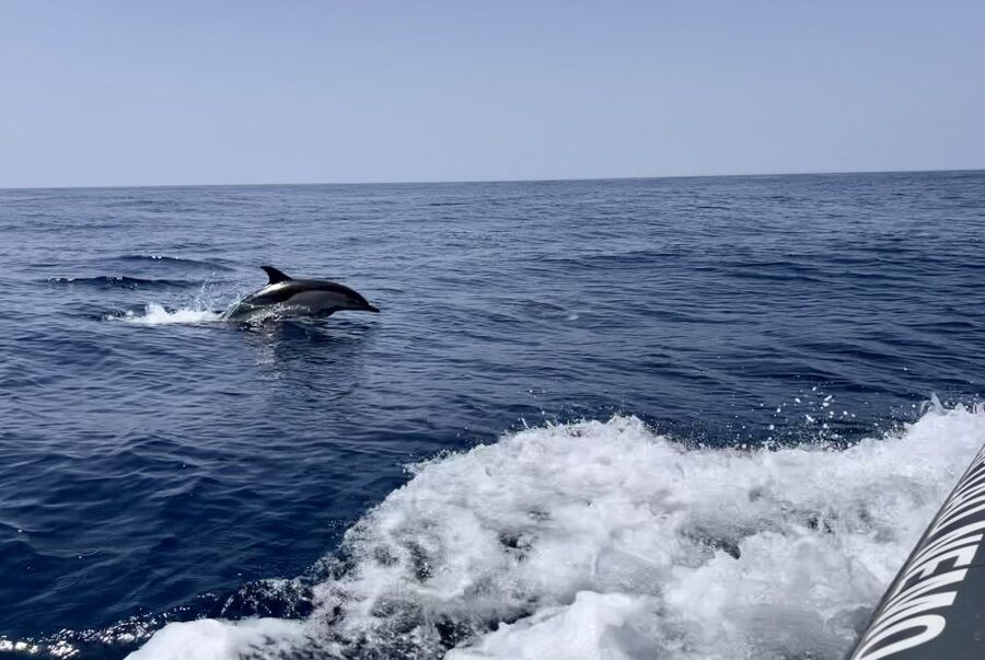 Lagoa: Dolphin Watching & Benagil Tour with Biologist Guide - Key points at a glance