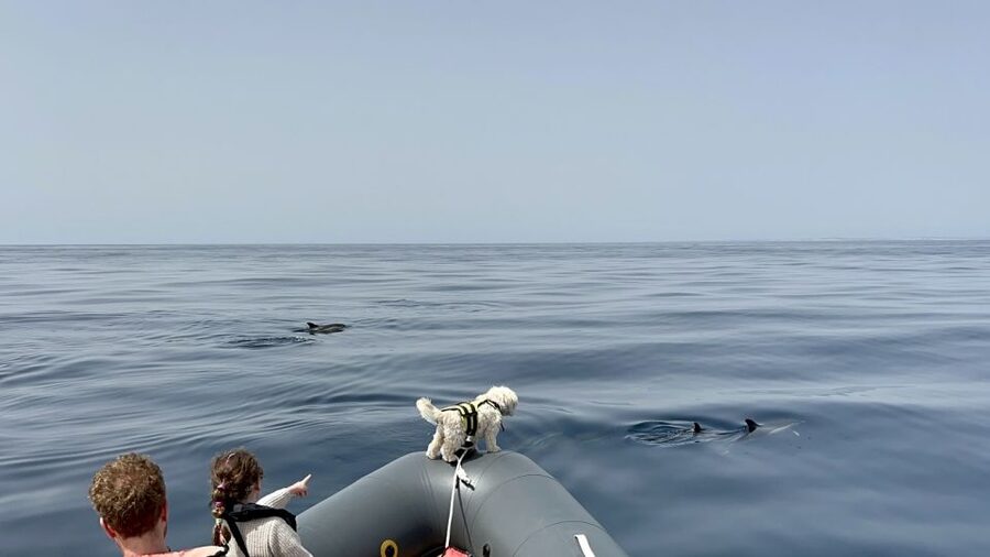 Lagoa: Dolphin Watching & Benagil Tour with Biologist Guide - Should you book Capitão Nemo?