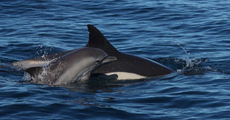 Lagoa: Dolphin Watching & Benagil Tour with Biologist Guide - Ana, Pedro, and the value of a biologist guide