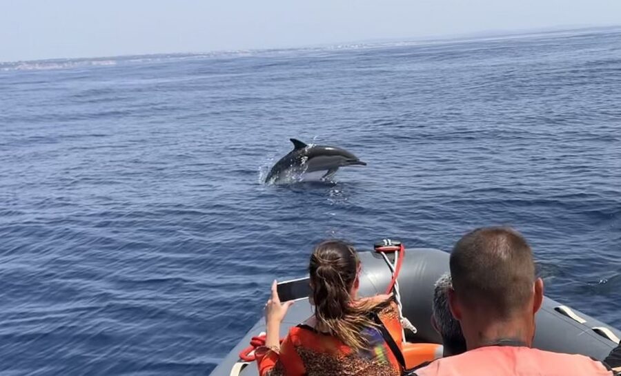 Lagoa: Dolphin Watching & Benagil Tour with Biologist Guide - Benagil Cave from the water