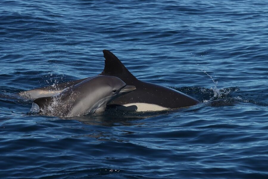 Lagoa: Dolphin Watching & Benagil Tour with Biologist Guide - The 15-minute swim at a quiet bay