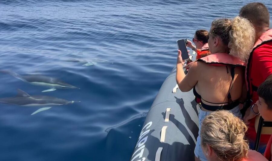 Lagoa: Dolphins Expedition with biologist guide on board - Key points to know before boarding