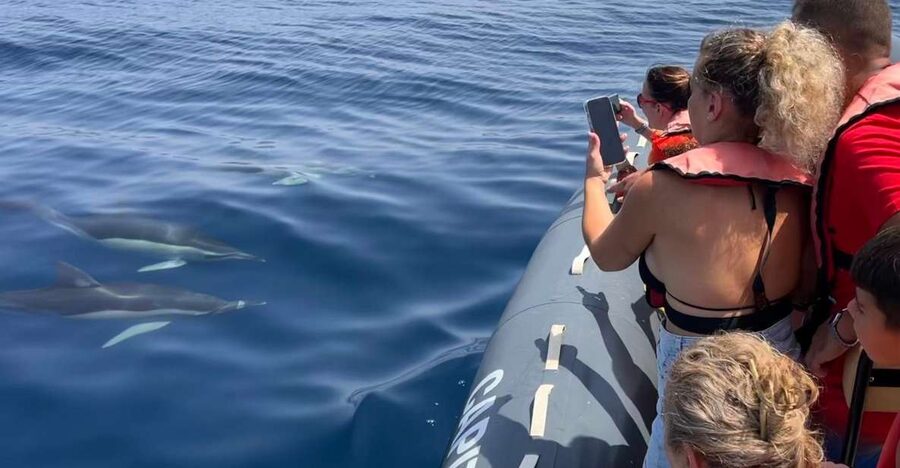 Lagoa: Dolphins Expedition with biologist guide on board - Setting out from Parchal in Lagoa