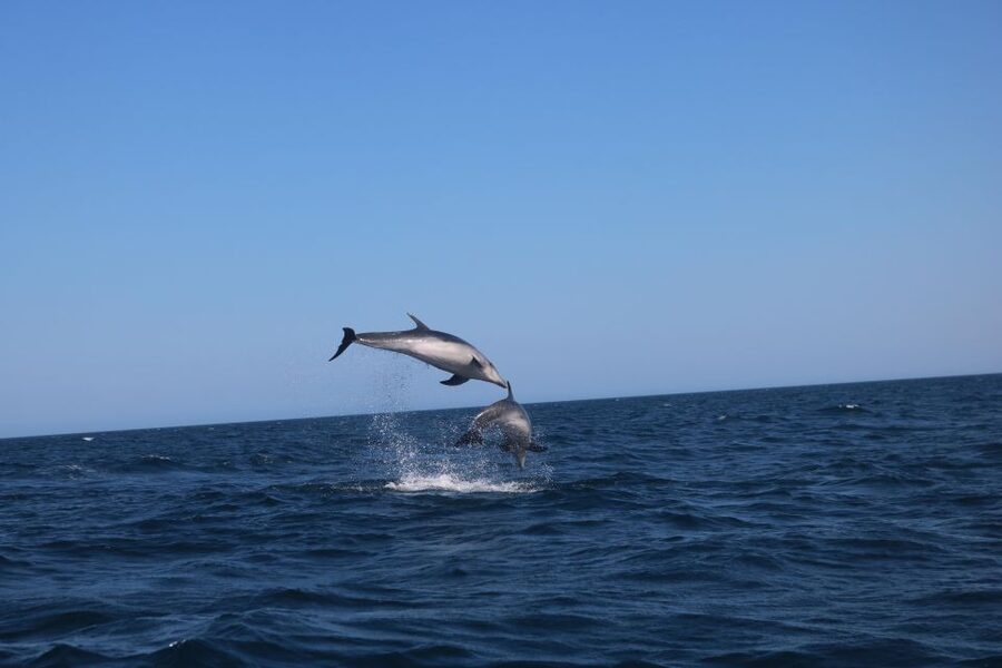 Lagoa: Dolphins Expedition with biologist guide on board - What the biologist and captain add