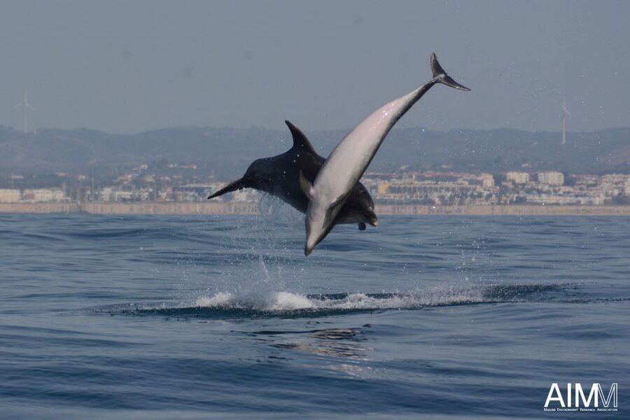 Lagoa: Dolphins Expedition with biologist guide on board - Family appeal, pet policy, and comfort