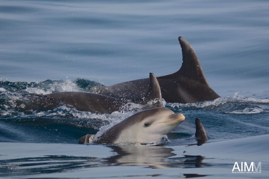 Lagoa: Dolphins Expedition with biologist guide on board - How to get the most from the three hours