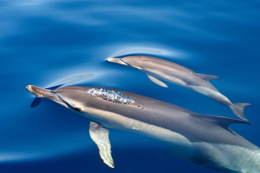 Lagos: Combo Dolphin and Benagil Tour with Marine Biologist - Heading east toward Benagil Cave