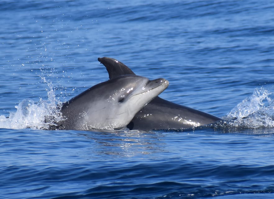 Lagos: Combo Dolphin and Benagil Tour with Marine Biologist - What the $63 price really buys you