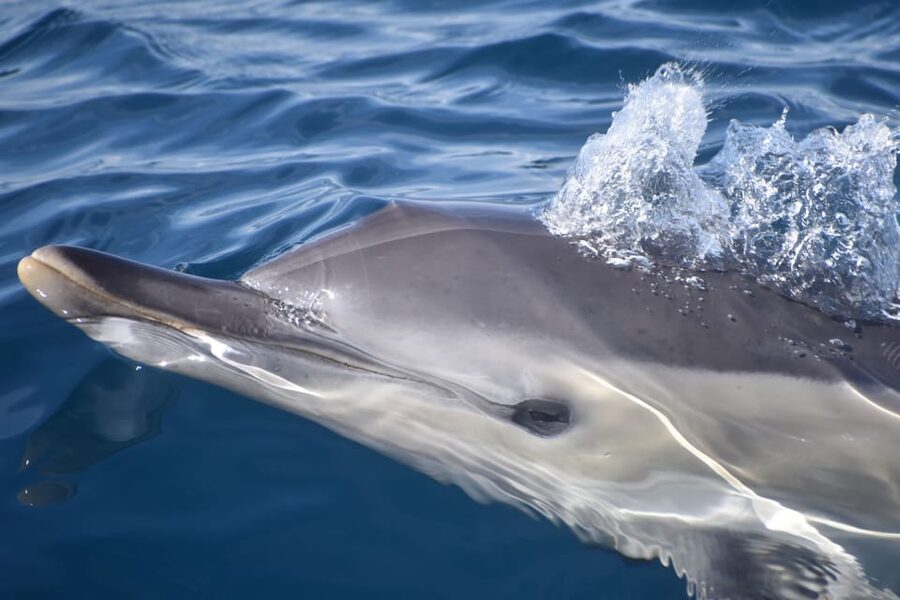 Lagos: Combo Dolphin and Benagil Tour with Marine Biologist - Searching for dolphins with a marine biologist