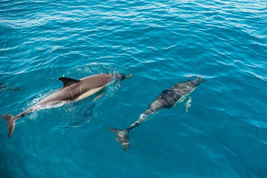 Lagos: Dolphin Watch Tour with Professional Marine Biologist - Finding the boat at Lagos Marina
