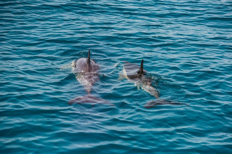 Lagos: Dolphin Watch Tour with Professional Marine Biologist - Is $42 good value for this Algarve outing?