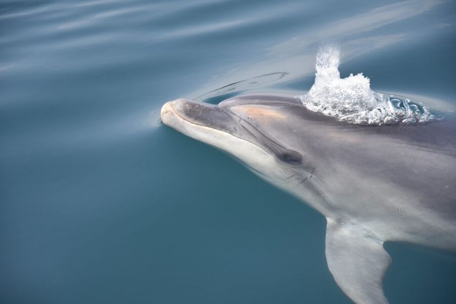 Lagos: Dolphin Watch Tour with Professional Marine Biologist - Choosing the best departure and seat