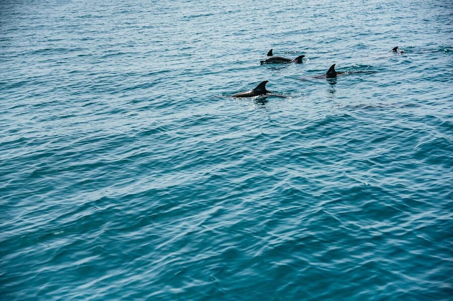 Lagos: Dolphin Watch Tour with Professional Marine Biologist - Who should skip this boat trip