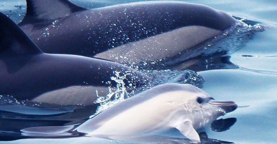 Lagos: Dolphin Watching with Professional Marine Biologists - At a glance