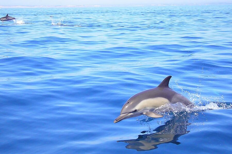Lagos: Dolphin Watching with Professional Marine Biologists - Watching dolphins without feeding or crowding them