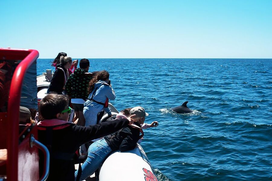 Lagos: Dolphin Watching with Professional Marine Biologists - Why the 90-minute length works