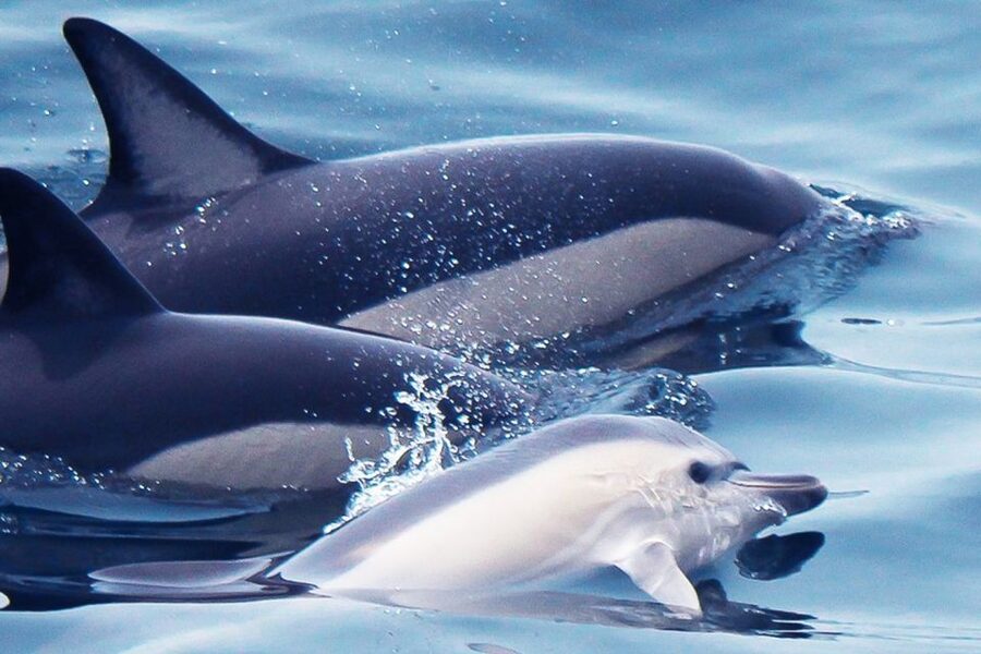 Lagos: Dolphin Watching with Professional Marine Biologists - Searching the Atlantic for dolphins