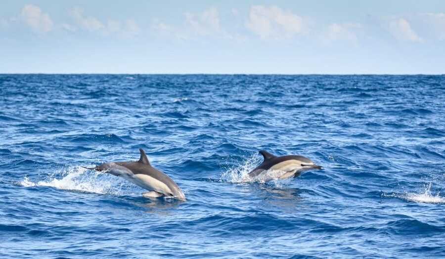 Lagos: Dolphins & Caves - Catamaran - Key points to know before booking