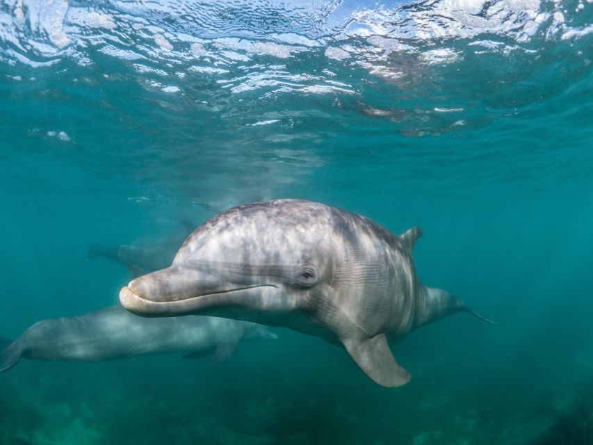 Lagos: Dolphins & Caves - Catamaran - Who will enjoy this cruise most