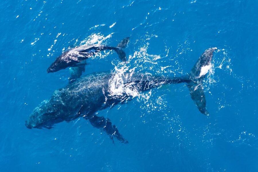 Lagos: Dolphins & Caves - Catamaran - Practical preparation for a better day