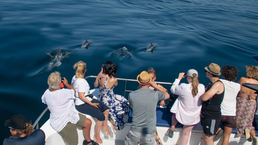 Lagos: Dolphins & Caves - Catamaran - Should you book the Lagos Dolphins and Caves Catamaran?