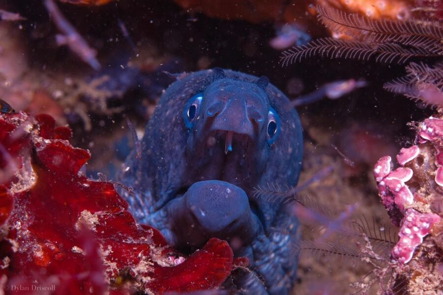 Lagos: Guided Scuba Diving Trip for Beginners - Key points to know before booking