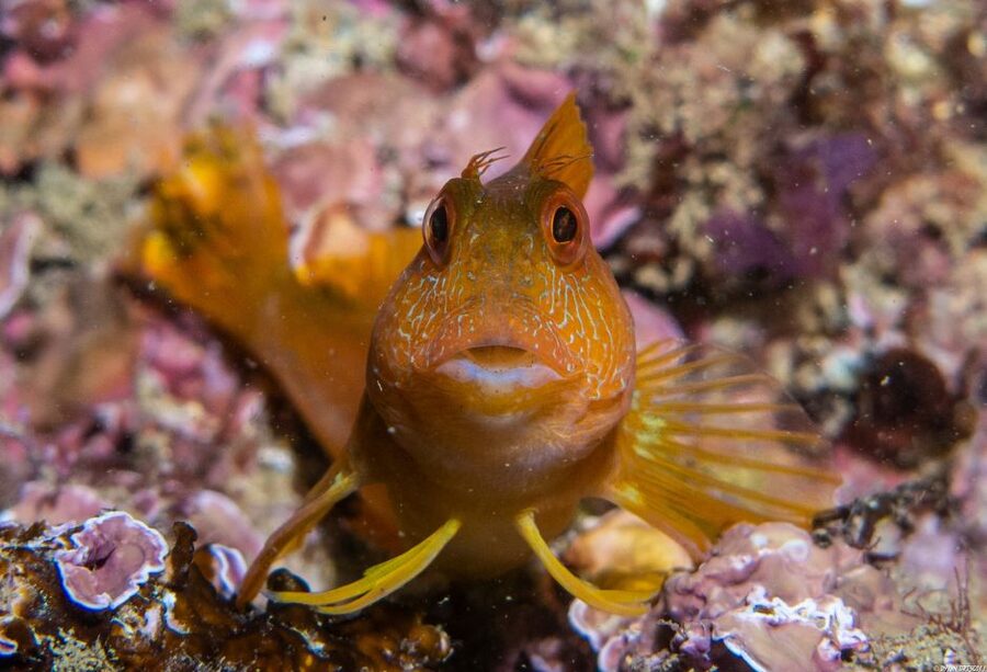 Lagos: Guided Scuba Diving Trip for Beginners - What the beginner briefing is really like