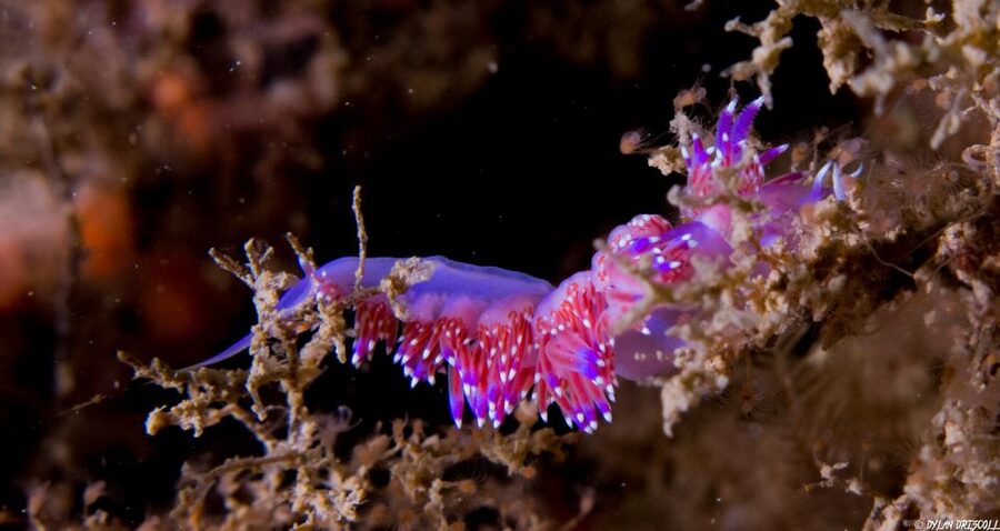 Lagos: Guided Scuba Diving Trip for Beginners - Safety is the strongest part of the experience