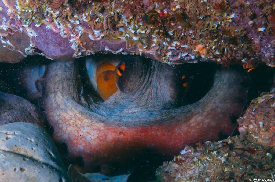 Lagos: Guided Scuba Diving Trip for Beginners - Is $135 a fair price?
