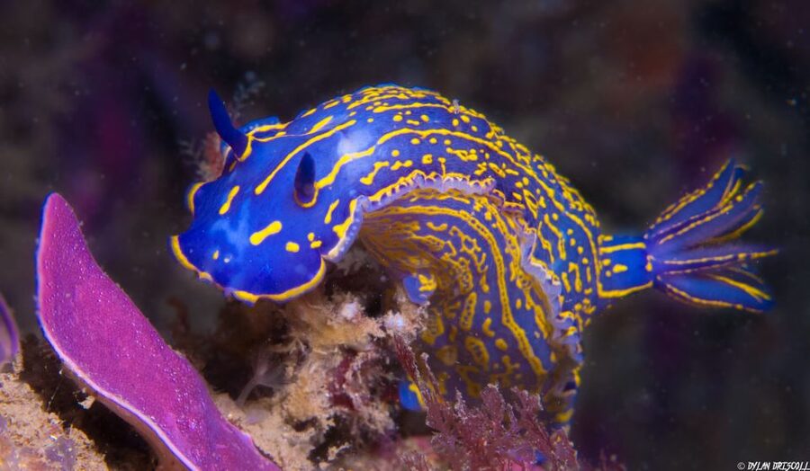 Lagos: Guided Scuba Diving Trip for Beginners - Should you book the beginner scuba session?