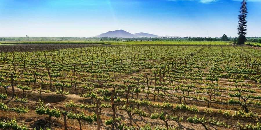 Lagos/Praia da Luz: Wine Tour, Tastings, Tapas, and Music - Live guitar and Portuguese singing