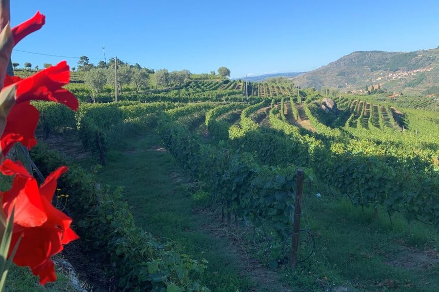 Lamego: Quinta da Portela de Baixo Winery Tour and Tasting - Arriving at Quinta da Portela de Baixo near Lamego