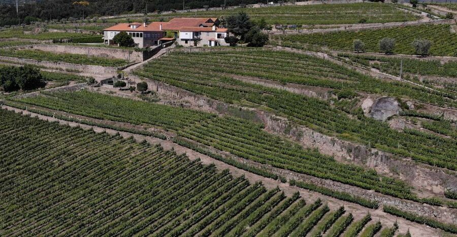 Lamego: Quinta da Portela de Baixo Winery Tour and Tasting - A private visit with a personal touch