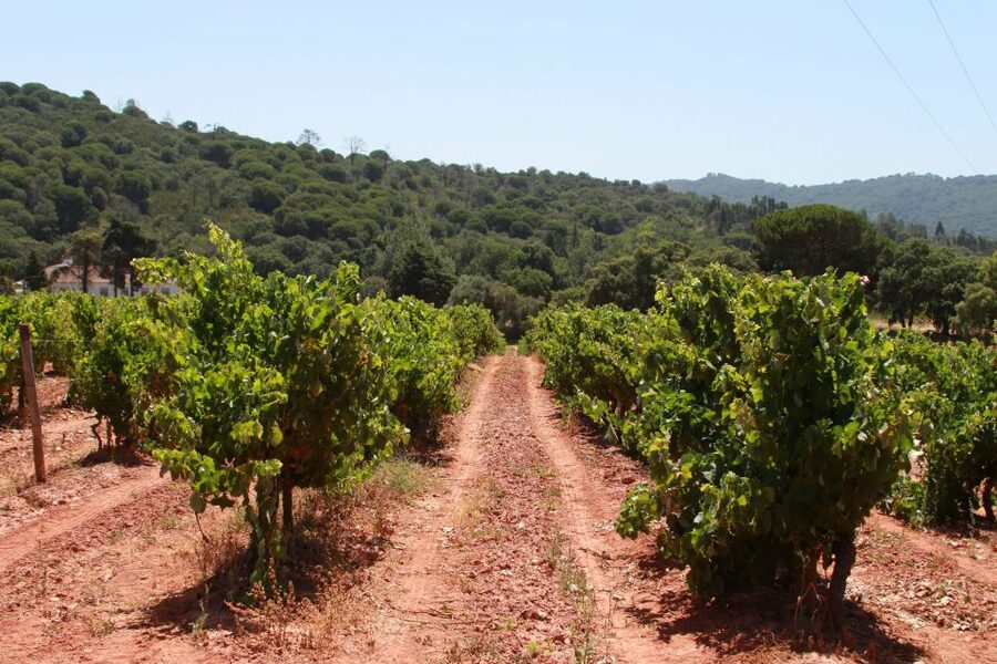 Lisbon: Arrábida and Sesimbra Day Trip with Wine - Is $75 a good value?