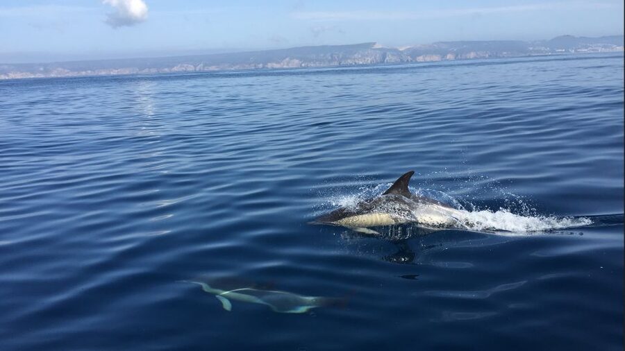 Lisbon: Arrábida Natural Park Dolphin Watching Boat Tour - Key points to know before you book