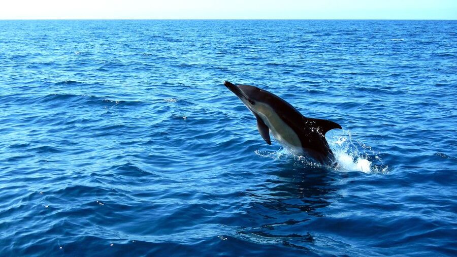 Lisbon: Arrábida Natural Park Dolphin Watching Boat Tour - Timing, weather, and what to bring