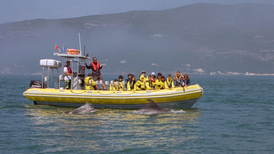 Lisbon: Arrábida Natural Park Dolphin Watching Boat Tour - Why this dolphin trip works well from Lisbon