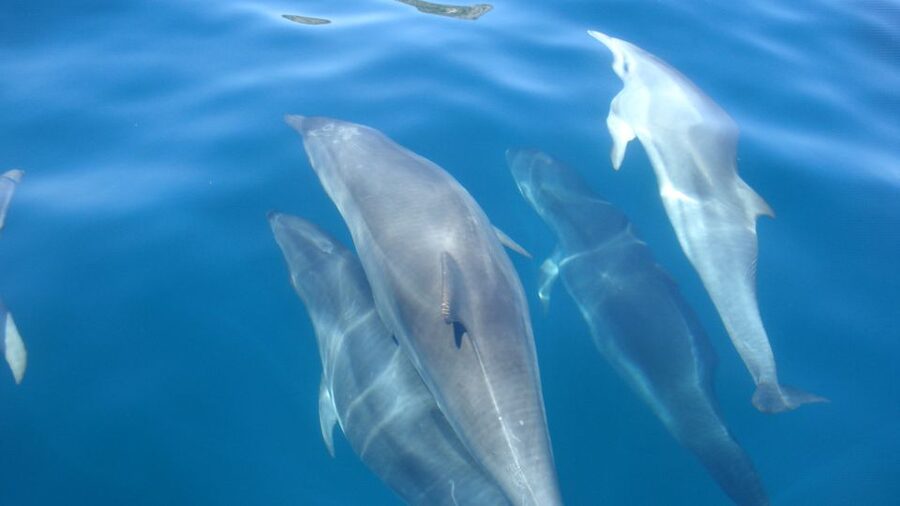 Lisbon: Arrábida Natural Park Dolphin Watching Boat Tour - Searching for dolphins in open water