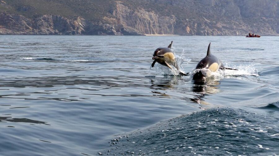 Lisbon: Arrábida Natural Park Dolphin Watching Boat Tour - Arrábida’s coves, beaches, and rock formations