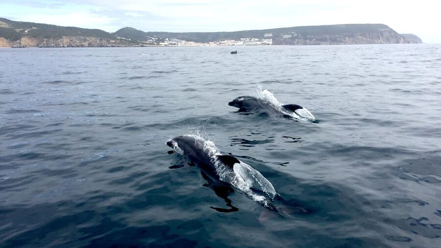 Lisbon: Arrábida Natural Park Dolphin Watching Boat Tour - The pastry and regional drink