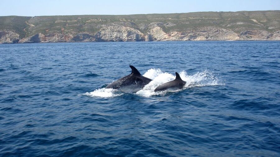 Lisbon: Arrábida Natural Park Dolphin Watching Boat Tour - Is $58 a fair price?